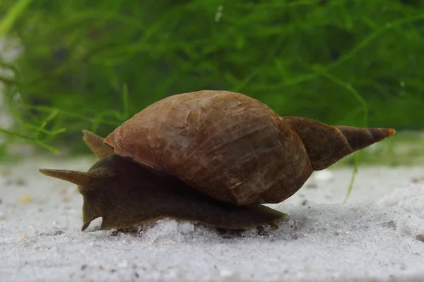Great pond snail (Lymnaea stagnalis) on the ponds bottom — Stock Photo, Image