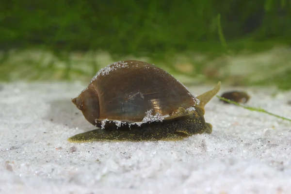 Radix orecchio grande (Radix auricularia) nello stagno — Foto Stock