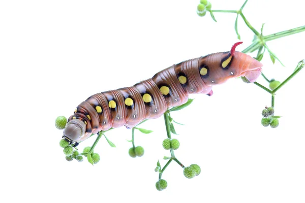 Caterpillar yoğurtotu Şahin-güve üzerinde beyaz izole — Stok fotoğraf