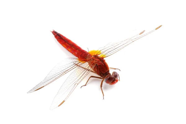 Beyaz izole kırmızı yusufçuk (crocothemis erythraea) — Stok fotoğraf