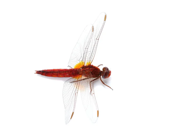 Libellule écarlate (Crocothemis erythraea) isolée sur blanc — Photo