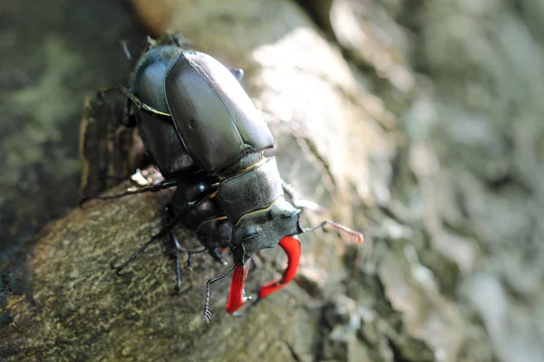 Male and female of stag beetle. Macro — Stock Photo, Image
