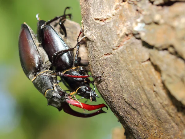 Male and female of stag beetle. Macro — Stock Photo, Image