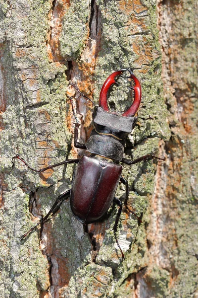 Maschio di cervo scarabeo sulla quercia — Foto Stock