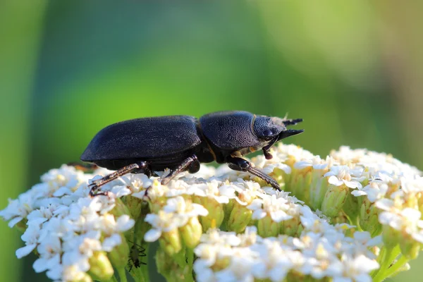 Besouro de veado menor (Dorcus parallelipipedus) em flores de yarrows. Macro — Fotografia de Stock