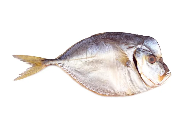 Atlantik moonfish üzerinde beyaz izole füme