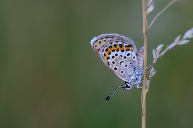 ortak mavi (polyommatus icarus) kuru ot oturuyor