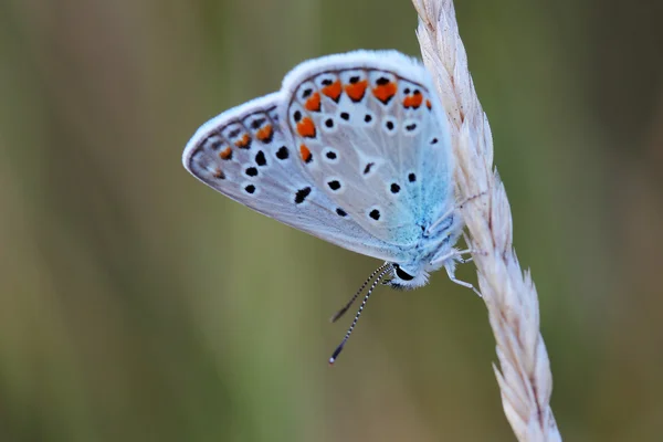 Bleu commun (Polyommatus icarus) assis sur de l'herbe sèche — Photo