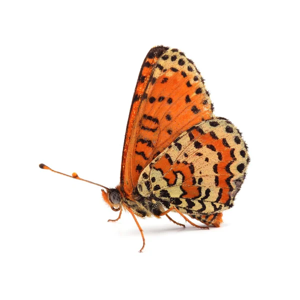Schmetterling - gefleckte Fritillarie (melitaea didyma) auf weißem Grund — Stockfoto