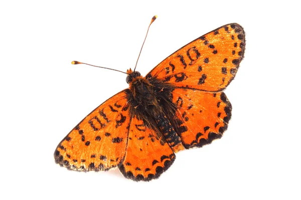 Vlinder - gevlekte parelmoervlinder (melitaea didyma) op wit — Stockfoto