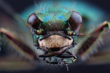 Head of tiger beetle (Cicindella campestris). Macro clipart