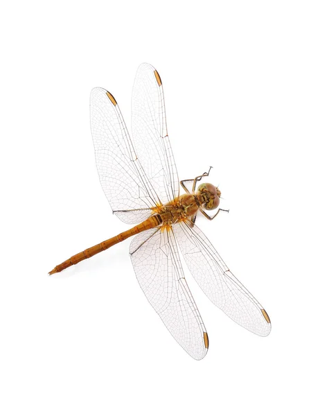 Dragonfly Southern Skimmer isolado em branco — Fotografia de Stock