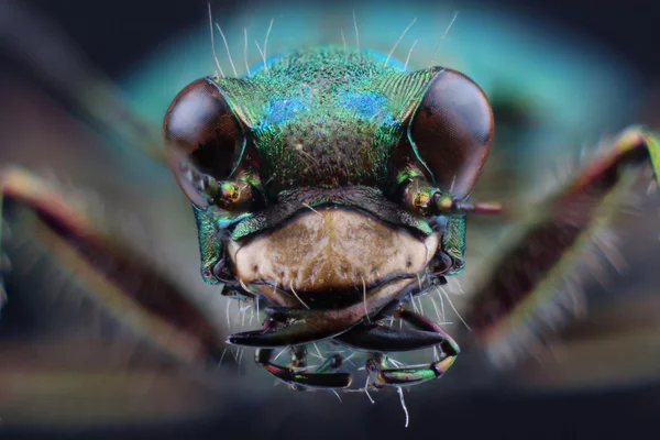 Szef tiger beetle (cicindella campestris). makro — Zdjęcie stockowe
