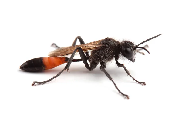 Femelle de la guêpe (Podalonia hirsuta) isolée sur blanc — Photo