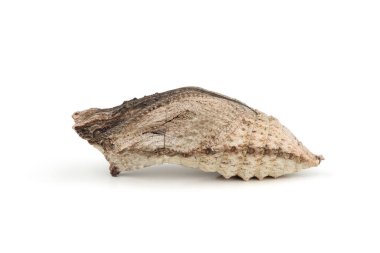  Eski Dünya Kırlangıç Kuyruklu Pupa (Papilio machaon) beyaz arka planda izole edilmiştir