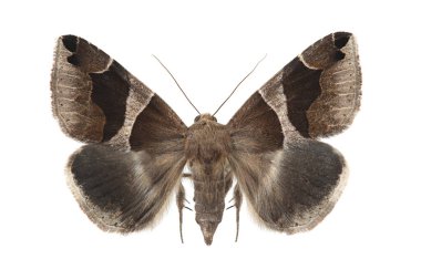 Güve - Yolcu (Dysgonia algira) beyaz arka planda izole edildi