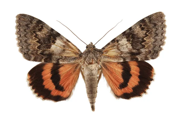 Moth Rode Ondervleugel Catocala Nupta Geïsoleerd Witte Achtergrond — Stockfoto