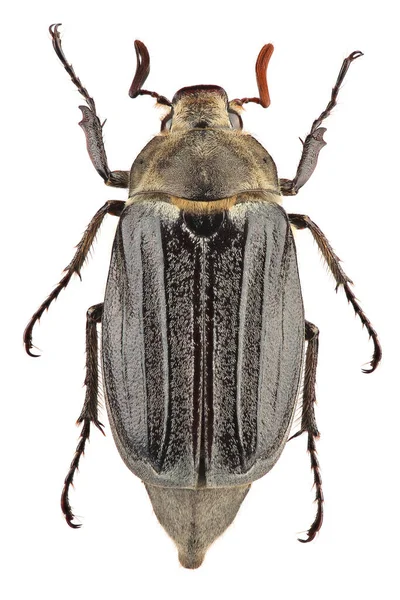 Beetle Κοινό Cockchafer Melolontha Melolontha Απομονώνεται Λευκό Φόντο — Φωτογραφία Αρχείου