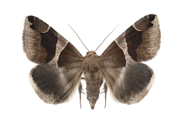 Moth Passagier Dysgonia Algira Geïsoleerd Witte Achtergrond — Stockfoto