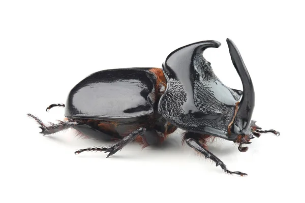 Escarabajo Rinoceronte Trichogomphus Simson Aislado Sobre Fondo Blanco — Foto de Stock