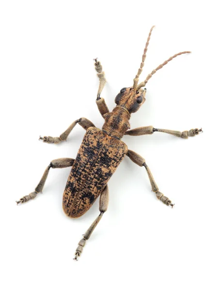 Escarabajo Cuerno Largo Rhagium Sycophanta Aislado Sobre Fondo Blanco —  Fotos de Stock