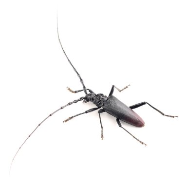 The great capricorn beetle (Cerambyx cerdo) isolated on white background. Male