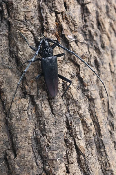 Male Great Capricorn Beetle Cerambyx Cerdo Tree Bark Forest — Photo