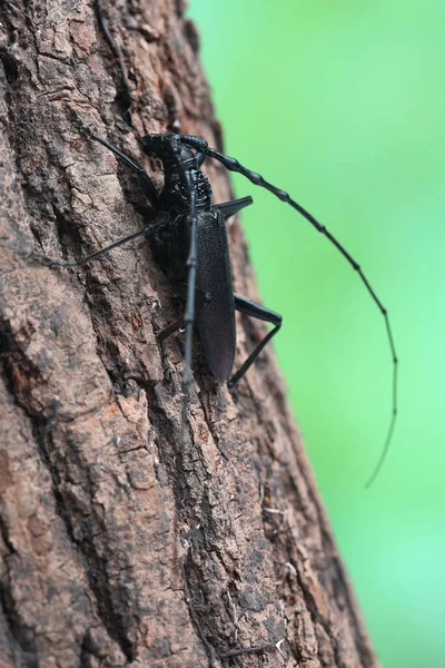 Male Great Capricorn Beetle Cerambyx Cerdo Tree Bark Forest — Stock Photo, Image