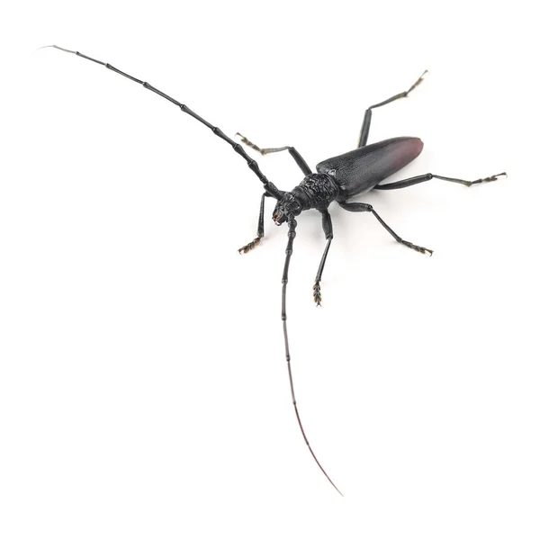 Gran Escarabajo Capricornio Cerambyx Cerdo Aislado Sobre Fondo Blanco Varón — Foto de Stock