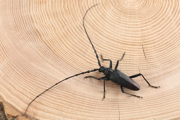 Varón Gran Escarabajo Capricornio Cerambyx Cerdo Sobre Roble Bosque — Foto de Stock