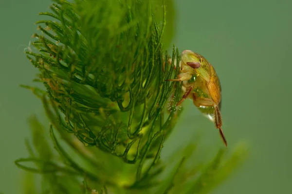 Water Bug Aphelocheirus Aestivalis Pond Macro — Stockfoto