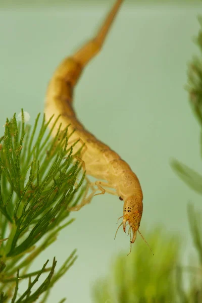 Diving Beetle Larva Water Tiger Water Plants Closeup — стоковое фото