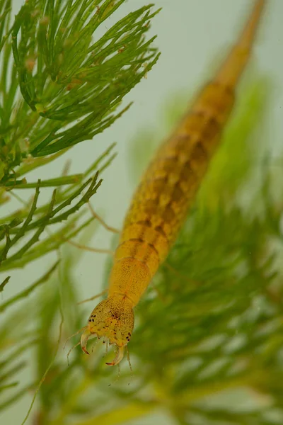 Diving Beetle Larva Water Tiger Water Plants Closeup — Fotografia de Stock