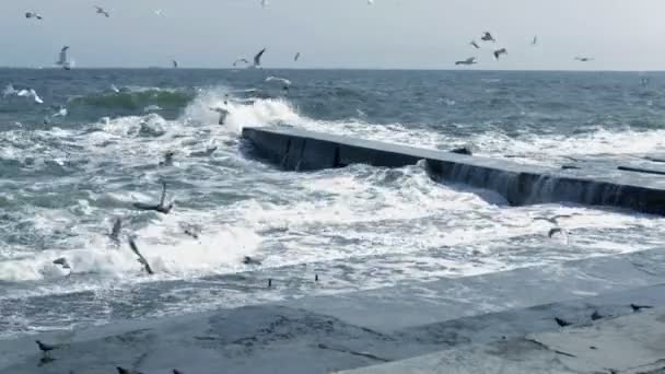 Mare con gabbiani. Alta qualità e risoluzione — Video Stock