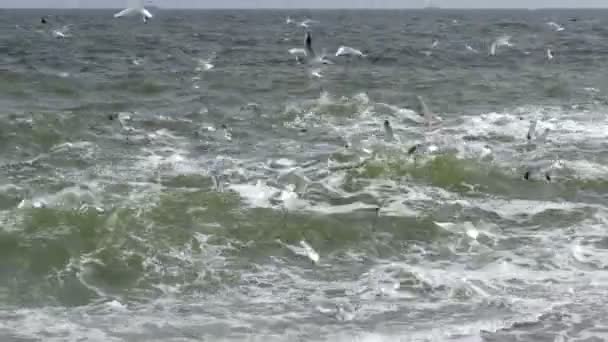 Las gaviotas vuelan sobre las olas, al clima ventoso. Alta calidad y resolución — Vídeos de Stock