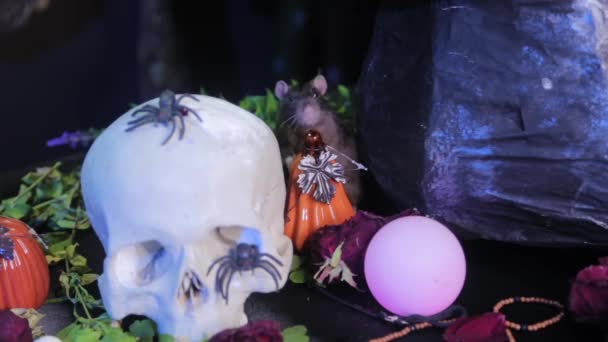 一只黑鼠坐在南瓜 骷髅和大锅旁边的桌子上 庆祝圣餐之间的女巫炼金术表概念 — 图库视频影像
