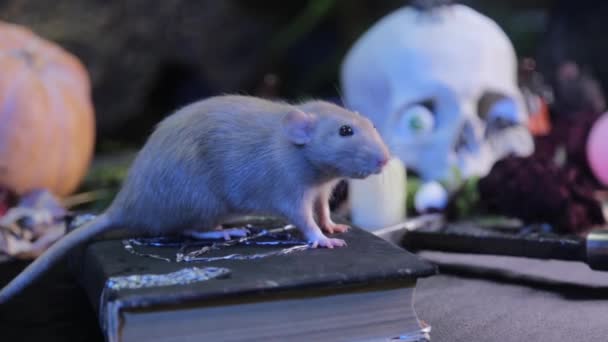Selektiver Fokus Fokussiere Die Bewegung Von Ratten Auf Den Menschlichen — Stockvideo