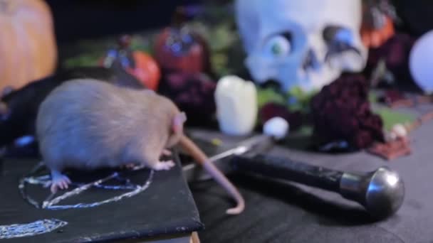 Enfoque Selectivo Movimiento Enfoque Ratas Cráneo Humano Concepto Altar Para — Vídeos de Stock