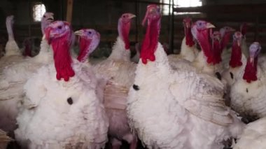 Kümes hayvanları çiftliğinin karanlık odasındaki beyaz hindiler cıvıldıyor, tıkınıyor ve sesler çıkarıyorlar. Sesli video. 