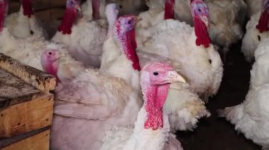 Kümes hayvanları çiftliğinin karanlık odasındaki beyaz hindiler cıvıldıyor, tıkınıyor ve sesler çıkarıyorlar. Sesli video. 