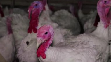 Kümes hayvanları çiftliğinin karanlık odasındaki beyaz hindiler cıvıldıyor, tıkınıyor ve sesler çıkarıyorlar. Sesli video. 