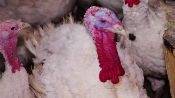 White Turkeys Dark Room Poultry Farm Chirping Gobble Making Sounds — Stock Video