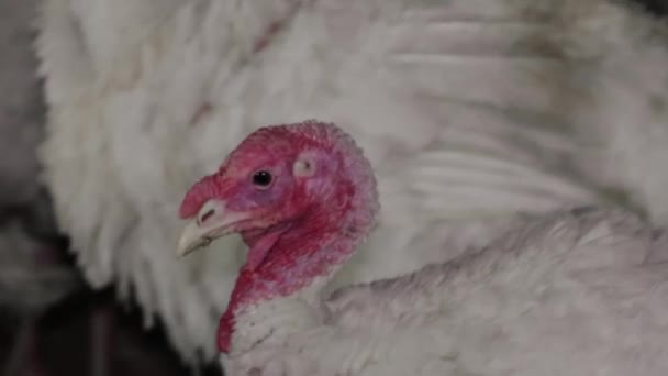 養鶏場の暗い部屋の白い七面鳥は チャープ ゴブル 音を立てています 音とビデオ — ストック動画