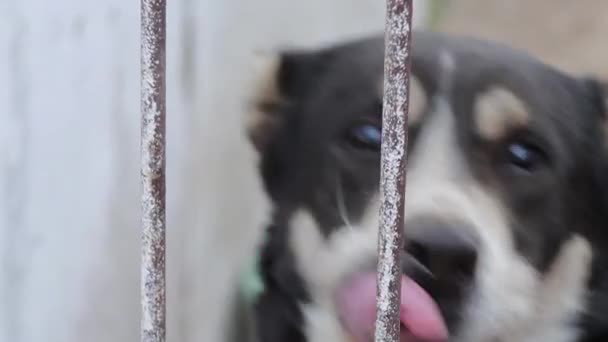 Nahaufnahme Eines Alabai Hundes Der Interessiert Durch Ein Gitter Blickt — Stockvideo