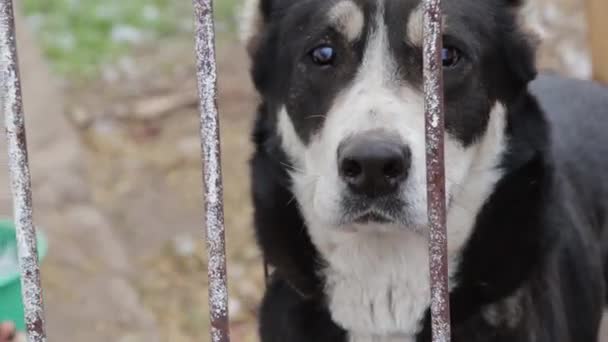 Close Portret Van Een Alabai Hond Zoek Met Interesse Door — Stockvideo