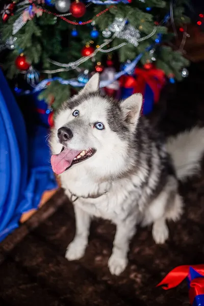 Szary Husky Siedzi Futrzanym Dywanie Językiem Tle Choinki — Zdjęcie stockowe