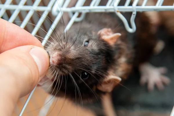 Een Menselijke Hand Geeft Een Zaadje Aan Een Zwarte Rat — Stockfoto