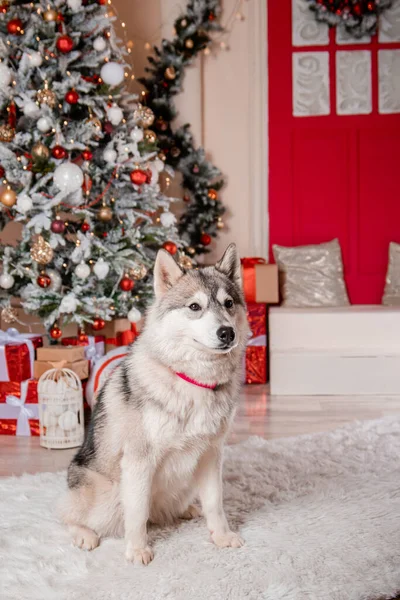 Фоне Новогодних Украшений Украшенной Елки Сидит Серая Хаски Собака — стоковое фото