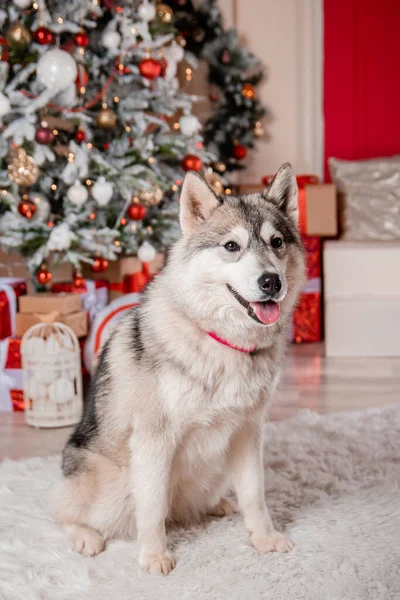一只灰色的哈士奇狗坐在新年装饰品和一棵装饰过的圣诞树的后面 — 图库照片