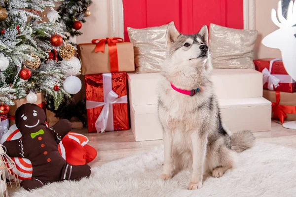 一只灰色的哈士奇狗坐在新年装饰品和一棵装饰过的圣诞树的后面 — 图库照片